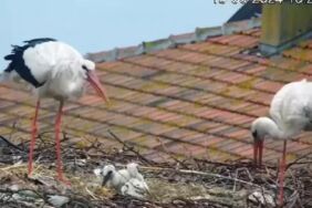Ünlü leylek çifti Yaren ve Nazlı, 4 yavrusundan ikisini kaybetti!