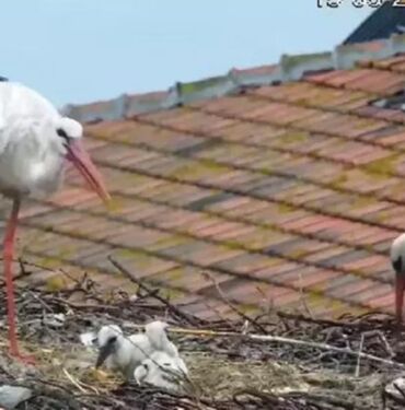 Ünlü leylek çifti Yaren ve Nazlı, 4 yavrusundan ikisini kaybetti!
