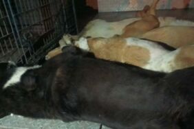 Urla'da hayvan katliamı 6 köpek zehirlenmiş halde bulundu