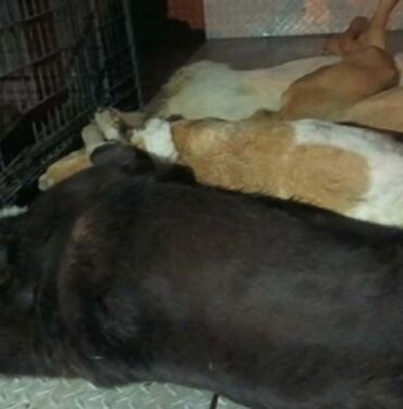 Urla'da hayvan katliamı 6 köpek zehirlenmiş halde bulundu