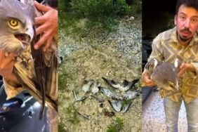 Vahşi kuşları avladılar Doğaseverler isyan etti!