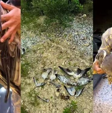 Vahşi kuşları avladılar Doğaseverler isyan etti!