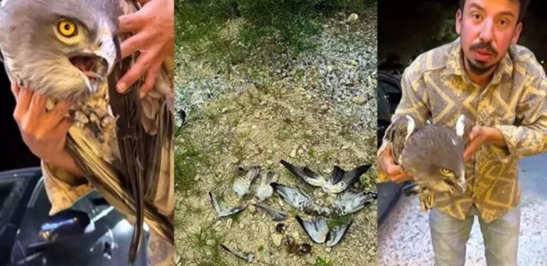 Vahşi kuşları avladılar Doğaseverler isyan etti!