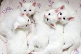 Van kedileri koruma altında Birinci doğum döneminde 70 yavru heyecanı