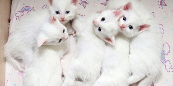 Van kedileri koruma altında: Birinci doğum döneminde 70 yavru heyecanı!