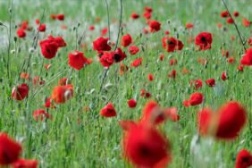 Yıldız Dağları'nın eteklerinde açan gelincikler doğayı renklendirdi