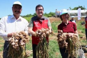 Yöneticiliği bırakıp köyüne döndü ve Yılda 65 ton üretim yapıyor