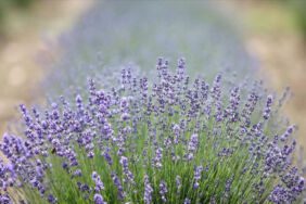 2 bin 700 dönüm alanda ekim yapılıyor! Hem ekonomiye hem de turizme katkı sağlıyor