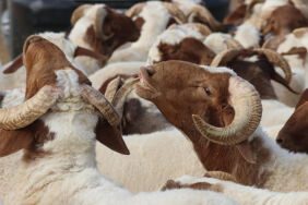 2024 Kurban Bayramı ne zaman Bayram tatili kaç gün Arefe günü ne zaman