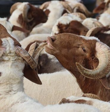 2024 Kurban Bayramı ne zaman Bayram tatili kaç gün Arefe günü ne zaman
