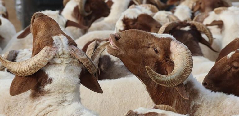 2024 Kurban Bayramı ne zaman Bayram tatili kaç gün Arefe günü ne zaman
