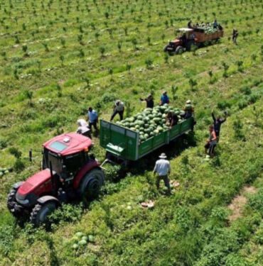 Adana'daki karpuz üreticileri 'EURO 2024'ü bekliyor 'Doping etkisi olacak'