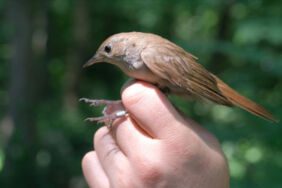 Afrika'ya göçmüştü! 9 ay sonra Kocaeli'ye döndü