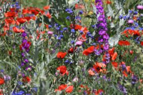 Ağrı'da tarlalar çiçeklerle rengarenk oldu