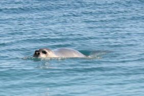 Akdeniz foklarına 'kürek sörfü' tehdidi