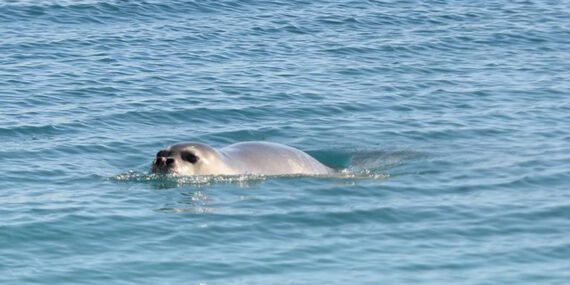 Akdeniz foklarına ‘kürek sörfü’ tehdidi