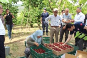 Amasya'da kiraz hasadı başladı Rekolte 50 bin ton
