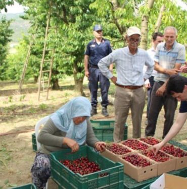 Amasya'da kiraz hasadı başladı Rekolte 50 bin ton