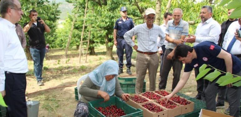Amasya'da kiraz hasadı başladı Rekolte 50 bin ton