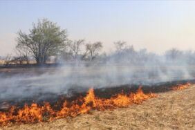 Anız nedir, ne demek Anız yangını zararları nelerdir