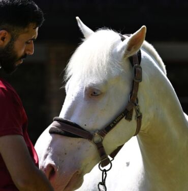 Antalya'da hayvanseverlerin yeni gözdeleri Albino piton ve at
