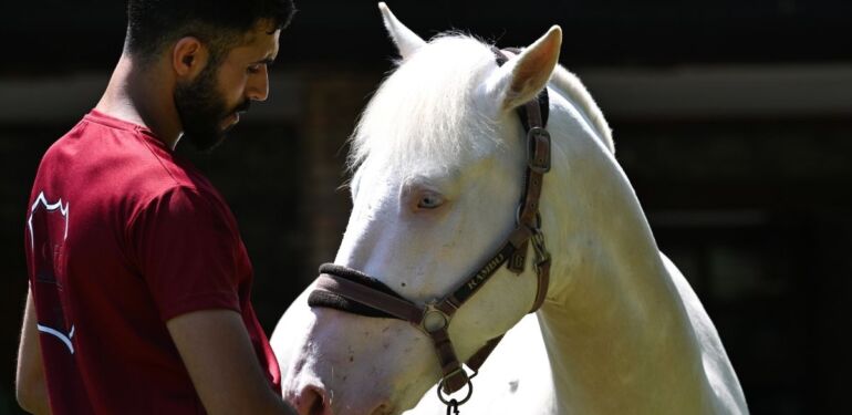 Antalya'da hayvanseverlerin yeni gözdeleri Albino piton ve at