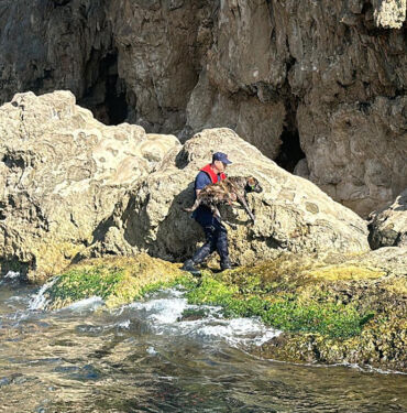Antalya'da köpek falezlerden denize düştü Sahil güvenlik kurtardı
