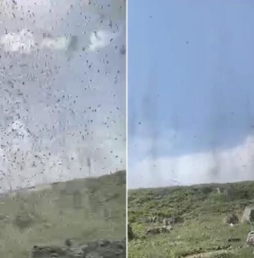 Ardahan'da yeşil sinekler hortum görüntüsü oluşturdu