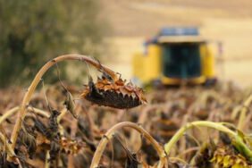 Bakan Yumaklı duyurdu! Bugün hesaplara yatıyor Tarımsal destekleme ödemeleri ne zaman yatırılacak