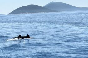 Bodrum açıklarında su yüzeyine çıkan iki yunus görüntülendi