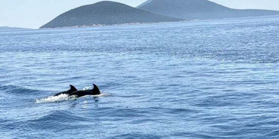 Bodrum açıklarında su yüzeyine çıkan iki yunus görüntülendi