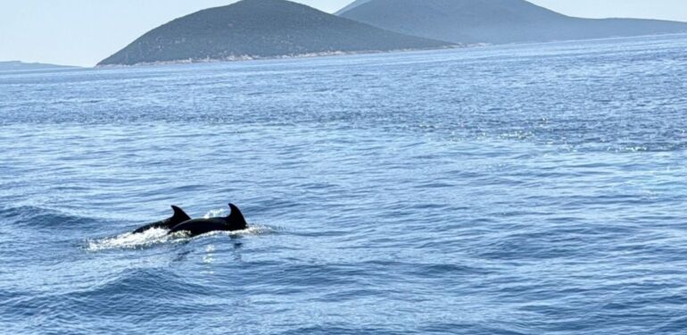Bodrum açıklarında su yüzeyine çıkan iki yunus görüntülendi