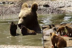 Bozayıların havuz keyfi... Soğutulmuş meyve yiyerek serinliyorlar
