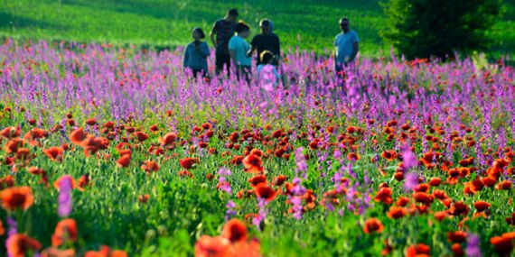 Çiçeklerle rengarenk süslenen arazi… Fotoğrafçıların gizli cenneti!