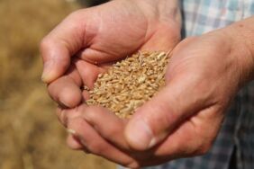 Edirne'de buğday hasadı başladı (2)