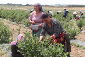 Faydaları saymakla bitmiyor... Edirne'de hasadı başladı