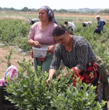 Faydaları saymakla bitmiyor... Edirne'de hasadı başladı