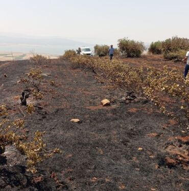 Gaziantep'te anız yangını Asmalar ve zeytin ağaçları zarar gördü
