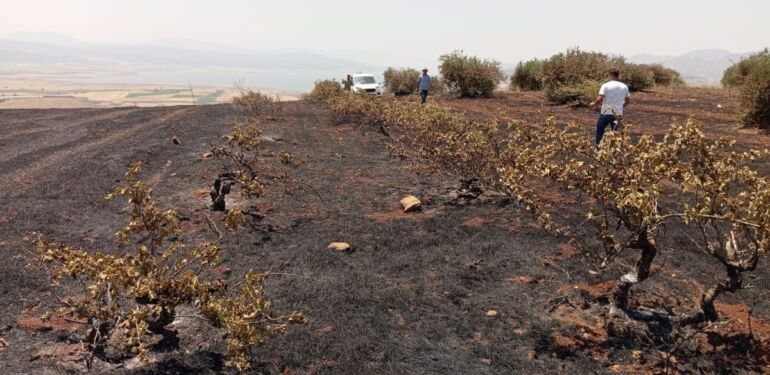 Gaziantep’te anız yangını: Asmalar ve zeytin ağaçları zarar gördü