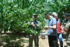 Gaziantep'te kiraz hasadına başlandı