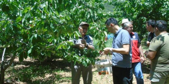 Gaziantep’te kiraz hasadına başlandı