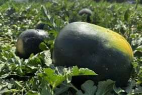 Iğdır'da bin dekar alanda 10 bin ton kara karpuz üretiliyor