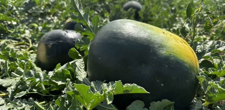 Iğdır'da bin dekar alanda 10 bin ton kara karpuz üretiliyor