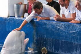 İki balina benzeri görülmemiş operasyonla kurtarıldı