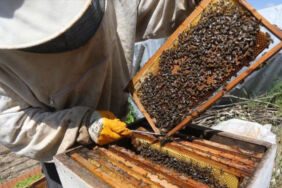 İklim değişikliğinden en çok onlar etkilendi!