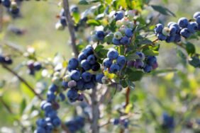 İnegöl'de yaban mersini hasadı başladı