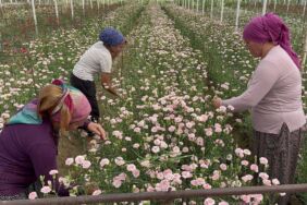 Isparta'da karanfil hasadına başlandı