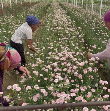 Isparta'da karanfil hasadına başlandı