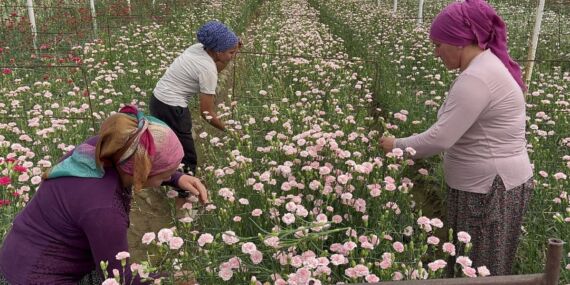 Isparta’da karanfil hasadına başlandı