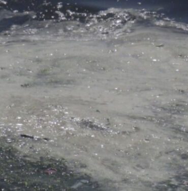 İzmit Körfezi'ndeki beyaz tabakanın nedeni belli oldu